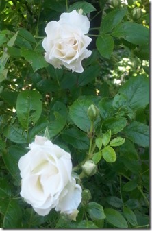 20140624_110125