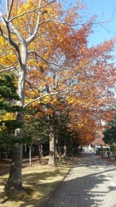 wpid-20141108_122323.jpg