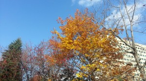 wpid-20141108_122523.jpg