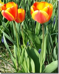 IMG_20150430_081051