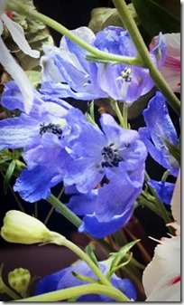 2015-06-16-12-19-16_deco