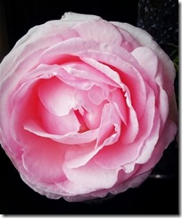 2015-06-30-13-01-06_deco