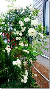 2015-07-02-12-11-55_deco