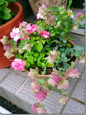 2015-07-02-12-13-09_deco