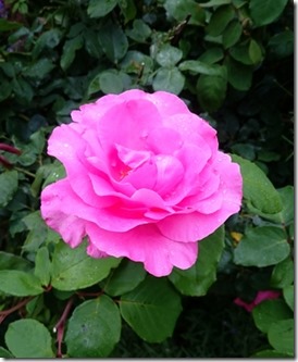 2015-07-13-13-02-54_deco