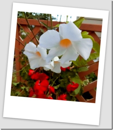 CIMG0334