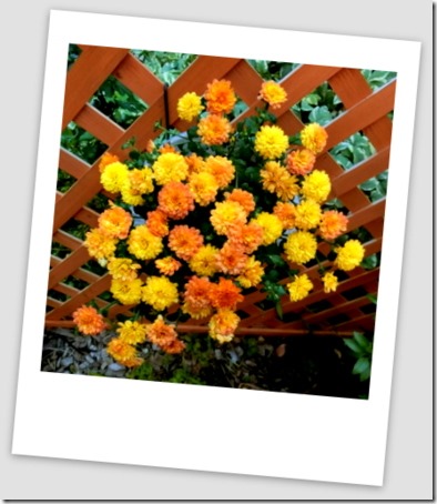 CIMG0336