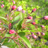 R0013196