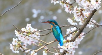 GW最後に清流の宝石カワセミに出逢う