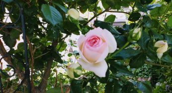 我が家の庭の薔薇も咲きだした / 終わりの始まり