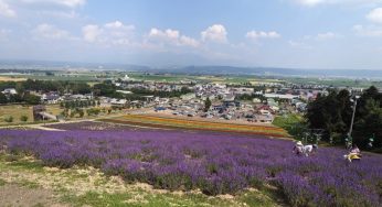 ラベンダーが満開 / オーバーツーリズム富良野