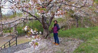 桜の花びらまみれ / 雨の日の桜