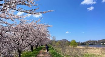 桜が咲いているのに全く見えない場所で桜まつり！？