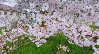 花冷えの北海道 /まだ暖房が必要