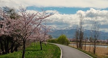 余市川お花見ウォーキング