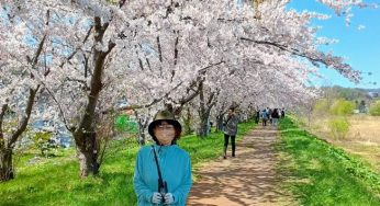 桜のトンネルを歩く！/ 余市川桜づつみ